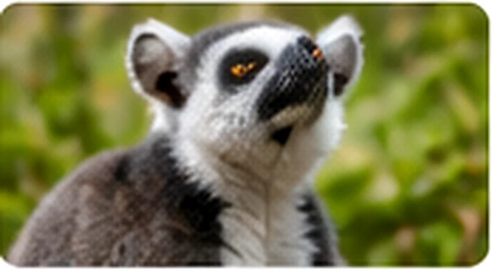 Lémurien de Madagascar