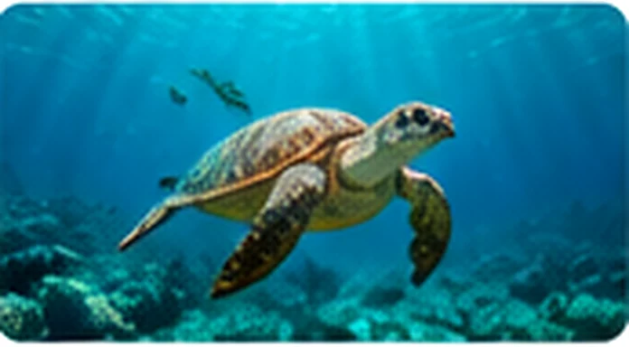 Tortue marine nageant sous l'eau
